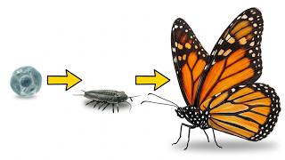 How Butterflies Evolved | 3.5 Billion Years of Evolution