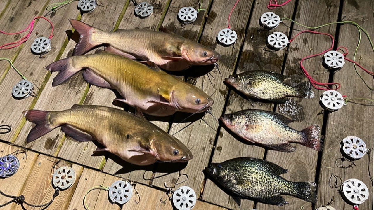 Yo-Yo Fishing SLAB CRAPPIE and CATFISH Deep In SWAMP! {Catch Clean Cook}  SPICY Grilled Catfish!!! 