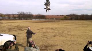 Iowa Tribe Eagle Aviary Releases Bird-Nov.