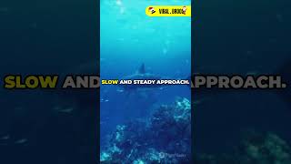 392-Year-Old Greenland Shark Found