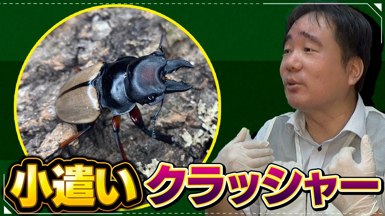 I finally got my hands on the stag beetle I've always wanted! But