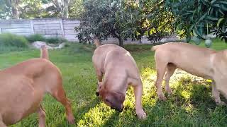 Real Boerboels - Dog's Wild Encounter: Reacting to a Mysterious Garden Visitor