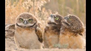 Owl With A Really Big Stick