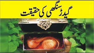 What Is Gidar Singhi - Interesting Facts Of Gidar Sighi - Urdu Doentaries