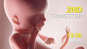 Second Trimester | 3D Animated Pregnancy Guide