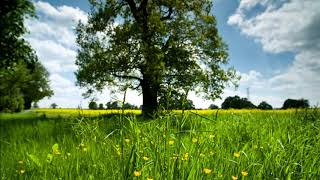 Suasana santai pemandangan hijau alam