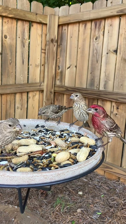 House finch family 🥰 #housefinch #birds