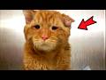 They Adopted The Saddest Cat In The Shelter — An Hour Later, He Was Unrecognizable