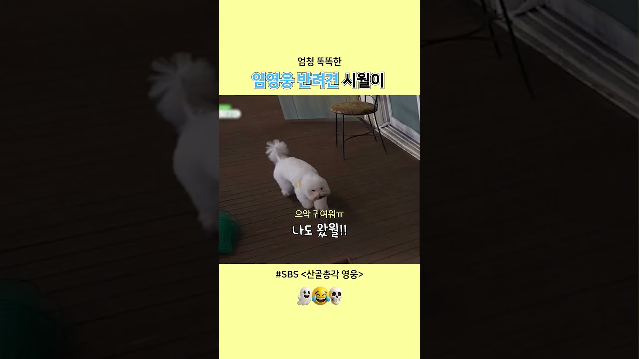 엄청 똑똑한 임영웅 반려견 시월이
