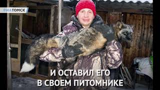 Томский кинолог спас лисенка по имени Фокс