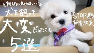 【犬を飼う前に見て‼】本当に大変だったこと5選。飼い主さん達にアンケートしてみた。【改善策・映像付】マルプー