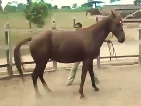 follando caballos