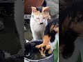 [집냥인척하는 길냥이] 밥 먹었으니 물도 먹자 #shorts 시골집 창고로 사용하는 컨테이너를 자기들 집인양 살고 있는 열길냥이들. #길냥이 #고양이