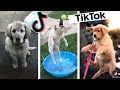 Funny Dogs of TIK TOK Compilation ~ Try Not to Laugh ~ Cute Puppies TikTok