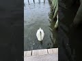 Max the Swan finally talks to me at the 1:11 mark of the video - Took me 3 videos for him to do it