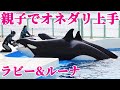 親子でオネダリ上手「ラビー＆ルーナ」 鴨川シーワールド シャチショー KamogawaSeaWorld orcas