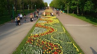 Дендропарк г. Кировоград. Расцвели тюльпаны. апрель 2016.(Открытие сезона цветения тюльпанов в дендропарке г. Кировоград. Поездка 23.04.2016., 2016-04-24T08:20:52.000Z)