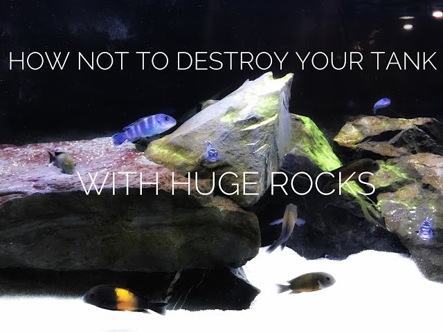 Stop Wasting Money on Aquarium Rocks! Cheapest Way to Buy Rocks