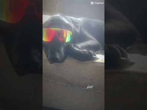 My dog has