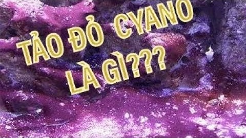 CYANO ( TẢO ĐỎ) CÓ PHẢI LÀ RÊU? CÁCH XỬ LÝ CYANO - CHIA SẺ BẢNG CHỈ SỐ KIỂM SOÁT RÊU TẢO