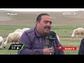 @Bereket TV  Çobanın Sesi - Akkaraman Irkı Koyun Yetiştiriciliği