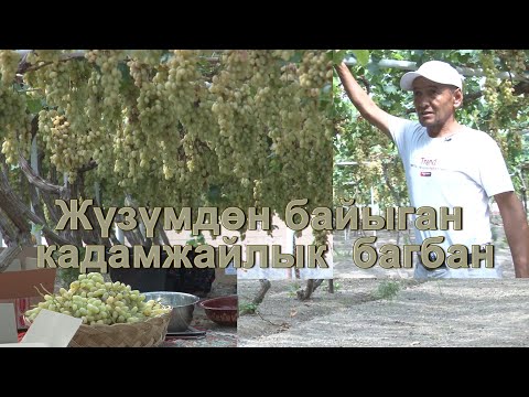 Video: Сергей Садов жүзүм жана лилия гүлдөрүн өстүрүү жөнүндө