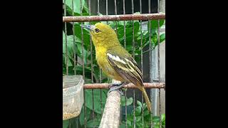 Burung sirtu menantang lawan