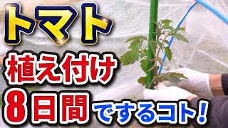 #11.【トマト】植え付けから8日間でするコト【家庭菜園】ぐんぐん大きく育つポイントとは？