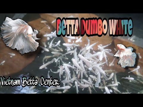 Video GIỚI THIỆU CÁ BETTA DUMBO WHITE - CÁ TRẮNG TINH NHƯ... - youtube