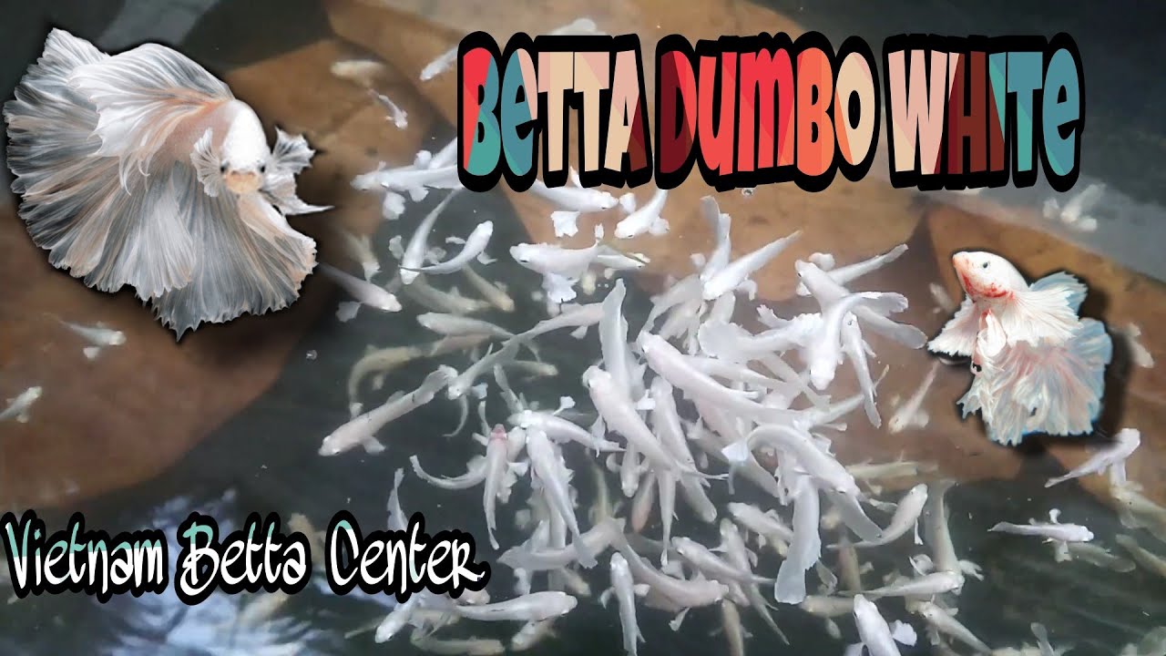 GIỚI THIỆU CÁ BETTA DUMBO WHITE - CÁ TRẮNG TINH NHƯ NGỌC TRINH - SẮP MỞ BÁN