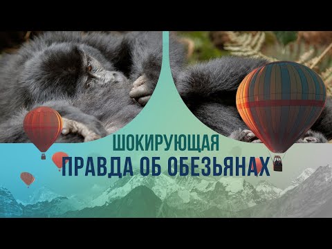 Шокирующая правда об обезьянах: о чем мечтают шимпанзе, глядя на закаты и рассветы?