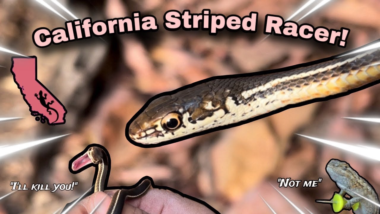 All About the California Striped Racer Snake | Masticophis
