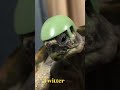 ザクヘッドの玉ちゃん