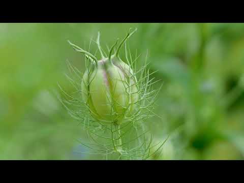 Jungfer im Grünen, verspielte Sommerblume für den Naturgarten