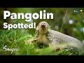 Adorable Pangolin Moments | Satoyama: Wild Neighbors