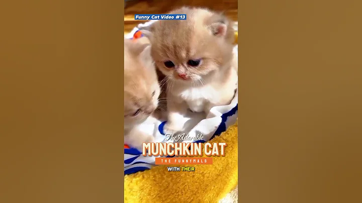 Watch the video about Munchkin Cat #catvideos #munchkincat #americanbreed #americancat #shorts #shortsfeed