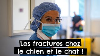 Les fractures chez le chien et le chat !