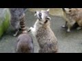 あらいぐまラスカル Racoon Rascal あらいぐまラスカル Racoon Rascal