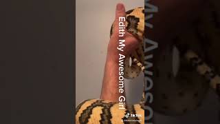 Celebrity Edith my beautiful Coastal carpet jaguar phase high yellow python Wealth