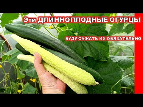 I liked these Cucumbers, I will plant them again in 2022! Cucumbers White Anaconda and Adziikaku F1