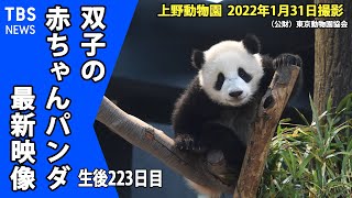 【最新映像】「早くも性格に違い？双子パンダ、のびのび成長中」（１月３１日撮影）