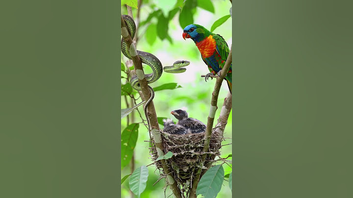 what a dangerous situation!!😱 #snake #wildlife #animals #hissing #birds #viralvideo #trendingnow