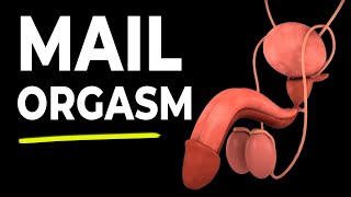 Male Orgasm Explained: Erection & Ejaculation
