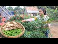 Pick green chili for my recipe / Green chili with pork ribs soup cooking / Cooking with Sreypov