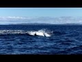 Orcas Hunting Dolphin - Hauraki Gulf, New Zealand, 27/09/2015