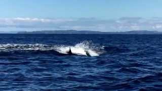 Orcas Hunting Dolphin  Hauraki Gulf, New Zealand, 27/09/2015