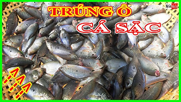 Bẫy Cá TRÚNG Ổ CÁ SẶC, Một Rổ Cá, AI THẤY CŨNG MÊ / Một Góc Miền Tây vlogs