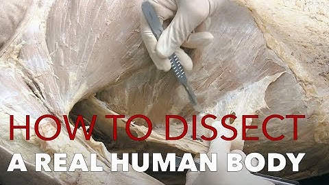 How to Dissect Muscles and Fascia | Real Human Anatomy