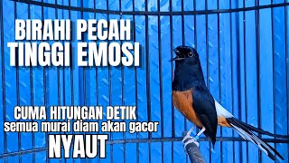 Download lagu Murai batu GACOR EMOSI FIGHTER, AMPUH untuk PANCINGAN agar bunyi JADIKAN burung murai gacor NYAUT