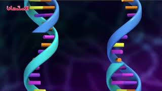 نسخ DNA